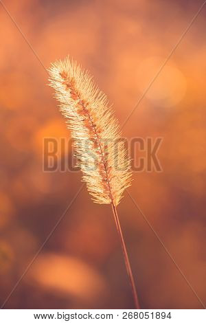 One Ear Of Grass. Macro. Autumn Mood. Yellow Background.