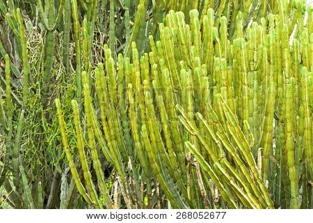 Euphorbia plant, Candelabra Tree growing at Ngorongoro Crater Conservation Area in Tanzania, East Africa 