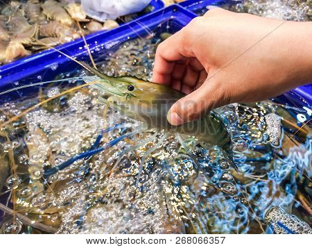 Woman Hand Picking Up Shrimp Big Size (macrobrachium Rosenbergii) At Container Blue Inside Market An