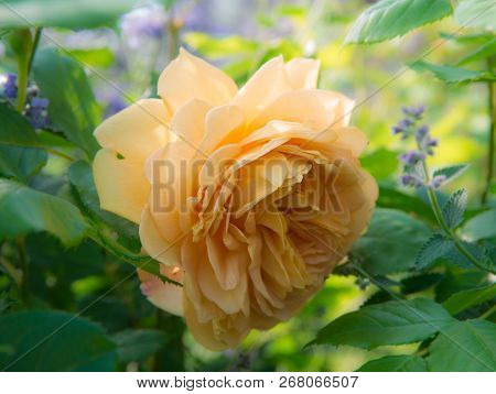 Blooming Yellow Rose In The Garden On A Sunny Day.