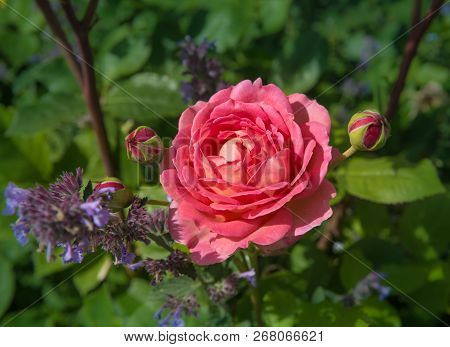 Blooming Pink Rose In The Garden On A Sunny Day.