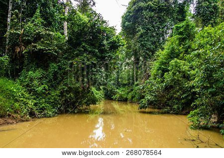 Lush Rainforest Along Yellow Water Sabah, Borneo. Malaysia.