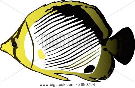 Butterflyfish.