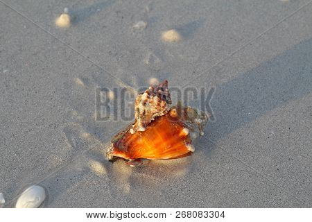 Predatory Apple Murex Snail (phyllonotus Pomum) Attacking And Eating A Florida Fighting Conch (strom