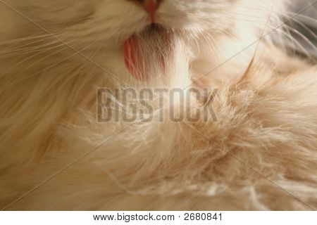 Lingua di gatto leccandosi il pelo lungo bianco