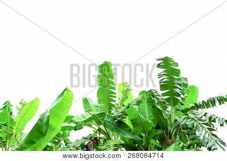 Green Leaf Of Banana Tree With White Background Isolated. Plant Growing In Tropical Area, Fruit Is E