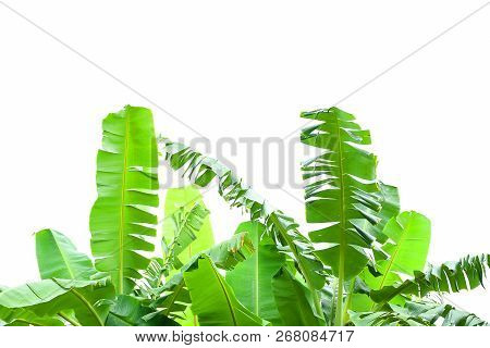 Green Leaf Of Banana Tree With White Background Isolated. Plant Growing In Tropical Area, Fruit Is E