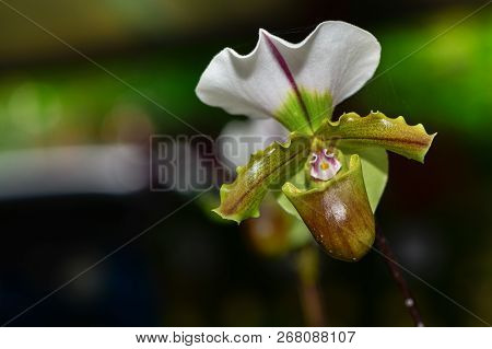 Slipper Orchid (cypripedioideae Paphiopedilum),
