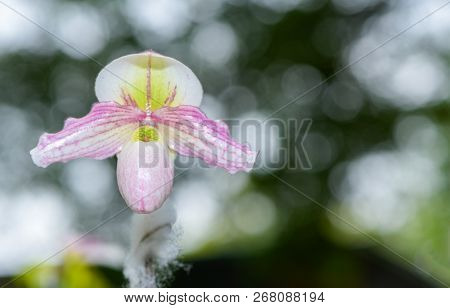 Slipper Orchid (cypripedioideae Paphiopedilum),