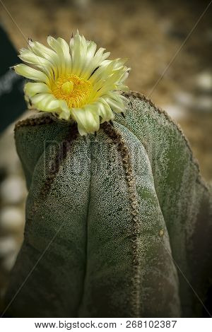Astrophytum Myriostigma Is A Species Of Cactus