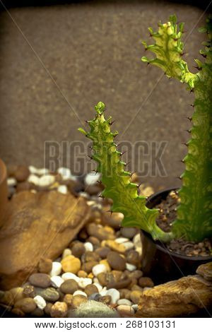 Euphorbia Antiquorum In Nature Is Another Species Of Ornamental Plant.