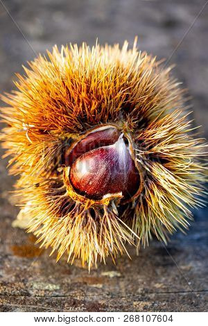 Fresh Ripe Wholesome Chestnuts On A Wooden Table