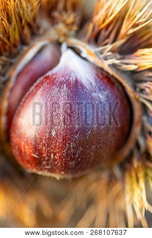 Fresh Ripe Wholesome Chestnuts On A Wooden Table