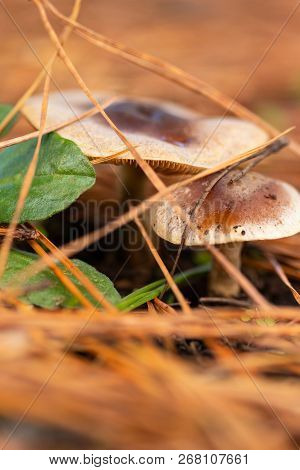 Mushroom In The Forest Area, Among The Grass And Branches