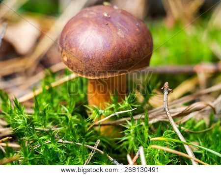 Edible Polish Mushroom (polonica Boletus) In Green Moss, Close Up