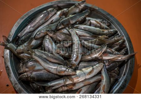 Fish From Sharda River - Jauljibi - India Nepal Border, Uttarakhand