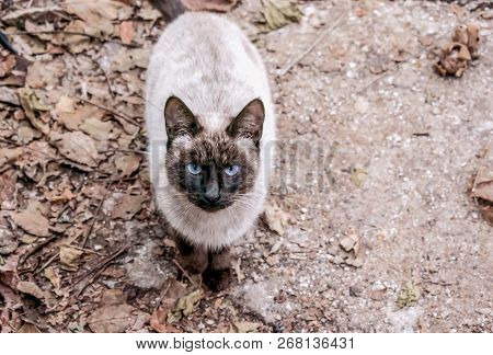 Siamese cat of large size on an autumn background for design