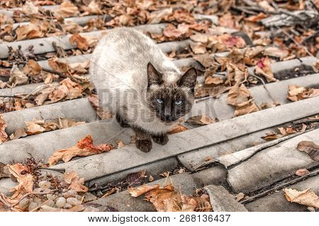 Siamese Cat Of Large Size On An Autumn Background For Design