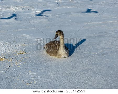 Freezing On The Ice Of The Riga Bay Swans In The Winter Of 2018.