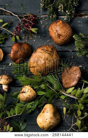 high angle view of a pile of yellow knight mushrooms, also known as man on horseback, and some twigs of different forest bushes on a dark gray rustic wooden table