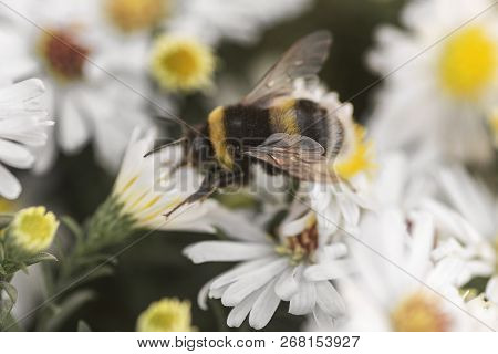 Bloom Bee Collects Nectar Natural Background Selective Focus, White Flowers Astra Perennial Bush Bel