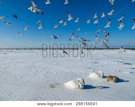 Freezing On The Ice Of The Riga Bay Swans In The Winter Of 2018.
