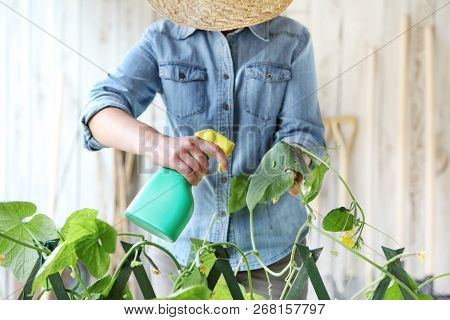 Woman In Vegetable Garden Sprays Pesticide On Leaf Of Plant With Larva, Care Of Plants For Growth Co
