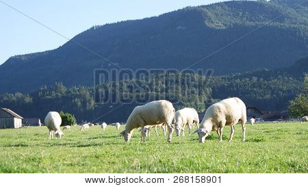 Sheep Grazing Under Alpine Peaks In Austria