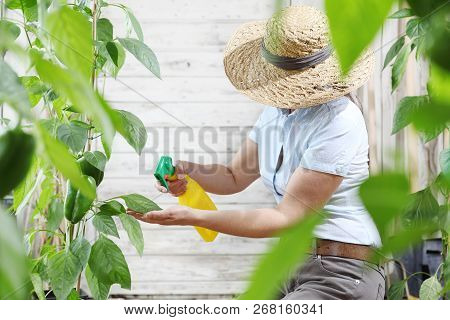 Woman In Vegetable Garden Sprays Pesticide On Leaf Of Plant, Care Of Plants For Growth Concept
