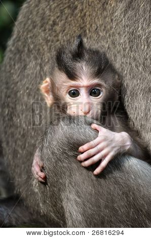 Baby Monkey (macaca Fascicularis). Bali, Indonesia.