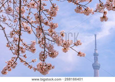 Tokyo, Japan - March 29, 2018: Tokyo Skytree Tower With Cherry Blossoms In Full Bloom At Sumida Park