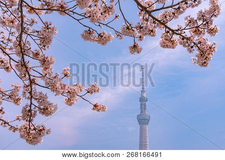 Tokyo, Japan - March 29, 2018: Tokyo Skytree Tower With Cherry Blossoms In Full Bloom At Sumida Park