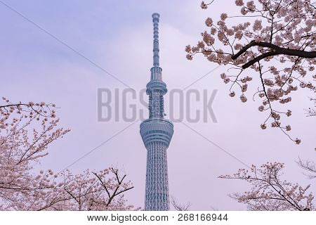 Tokyo, Japan - March 29, 2018: Tokyo Skytree Tower With Cherry Blossoms In Full Bloom At Sumida Park