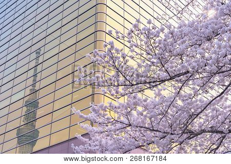 Tokyo, Japan - March 29, 2018: Tokyo Skytree Tower With Cherry Blossoms In Full Bloom At Sumida Park