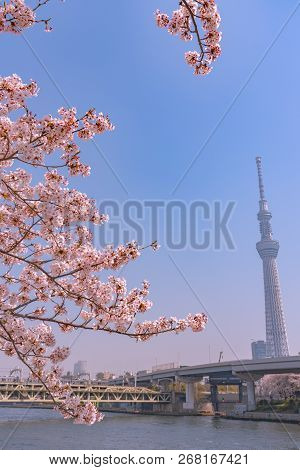 Tokyo, Japan - March 29, 2018: Tokyo Skytree Tower With Cherry Blossoms In Full Bloom At Sumida Park