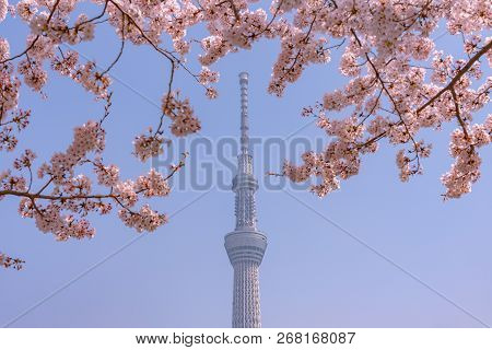 Tokyo, Japan - March 29, 2018: Tokyo Skytree Tower With Cherry Blossoms In Full Bloom At Sumida Park