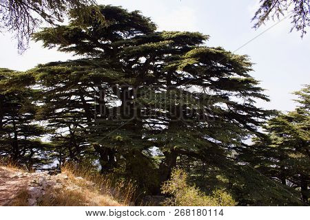 Cedar Forest In Lebanon. The Mountains Of Lebanon Are Covered With Thick Cedar Forests. Cedar Is The