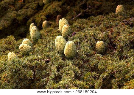 Cedar Forest In Lebanon. Cones On The Lebanon Cedar. The Cedars Of Lebanon.