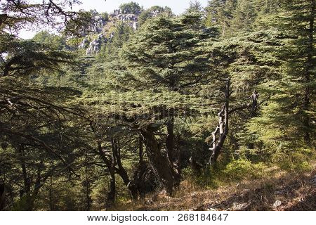 Cedar Forest In Lebanon. The Mountains Of Lebanon Are Covered With Thick Cedar Forests. Cedar Is The