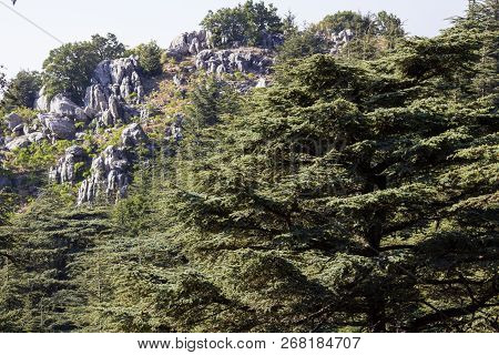 Cedar Forest In Lebanon. The Mountains Of Lebanon Are Covered With Thick Cedar Forests. Cedar Is The