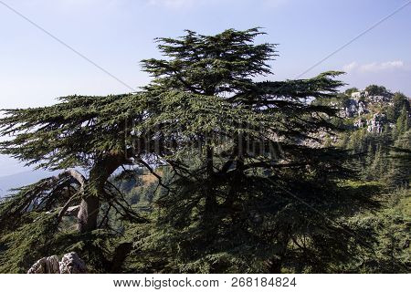 Cedar Forest In Lebanon. The Mountains Of Lebanon Are Covered With Thick Cedar Forests. Cedar Is The