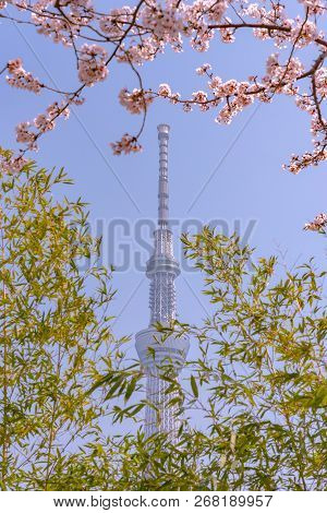 Tokyo, Japan - March 29, 2018: Tokyo Skytree Tower With Cherry Blossoms In Full Bloom At Sumida Park