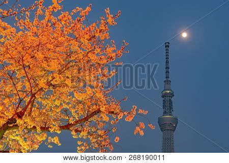 Tokyo, Japan - March 29, 2018: Tokyo Skytree Tower With Cherry Blossoms In Full Bloom At Sumida Park