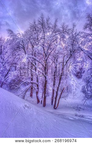 Winter Landscape With Snowy Trees Along The Winter Park - Winter Snowy Scene In Vintage Tones