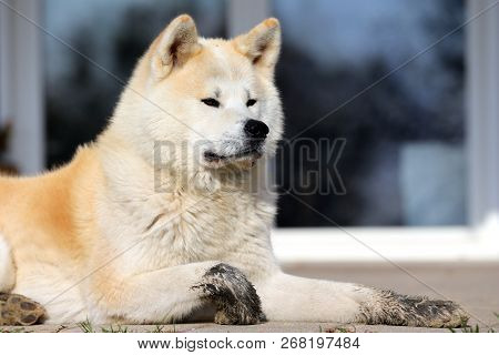 Outdoor Close Up Portrait Of An Akita Dog Or Akita Inu Japanese Akita