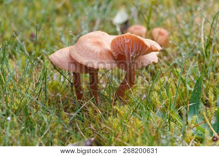 Mower's Mushrooms In Moss