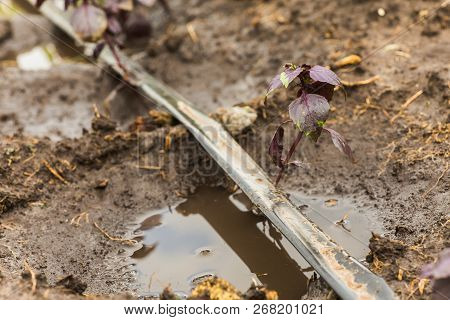 Basil, Great Basil, Saint-joseph's-wort Purple Bush In The Garden. Drip Irrigation.