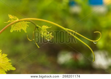 Vines Of Grapes On A Green Background. Young Leaves Of Grape Garden. Shoots Of A Vine.