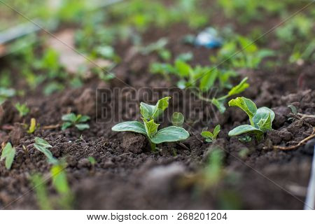Young Cucumber Sprout With Two Leaves On Bed.