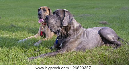 Great Dane Purebeds That Are Laying On The Grass